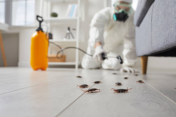 Post-Treatment Bed Bug Interceptor Monitoring in Ben Bolt